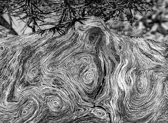 Fallen Tree (Arizona)