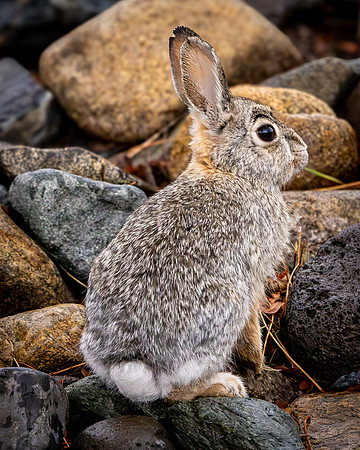 Rabbit Eating Green Plant (Arizona)