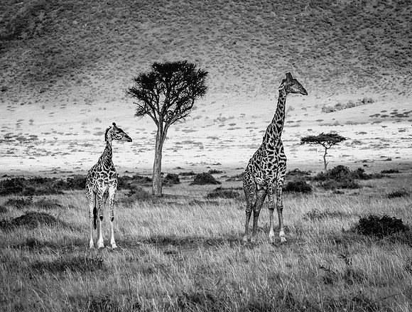 Older & Younger Maasai Giraffes (Kenya)