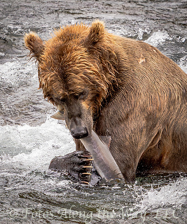 Brown Bear with Salmon Caught by the Tail