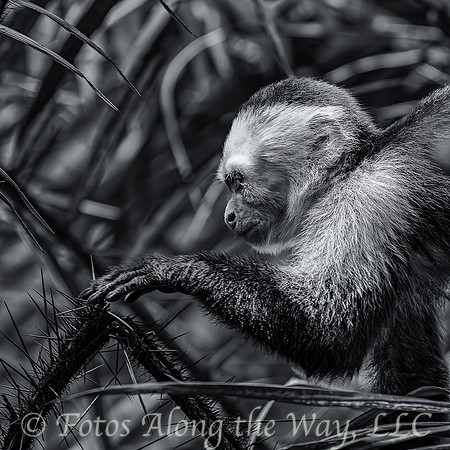 Capuchin Touching Thorns (Costa Rica)