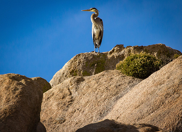 (August) Great Blue Heron above Watson Lake