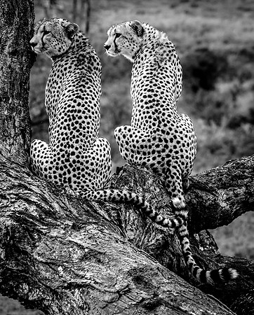 Cheetah Pair in Tree (Kenya)