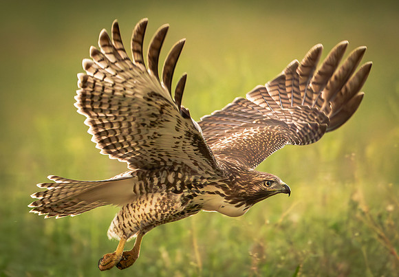 Ferruginous Hawk in Flight (Arizona)