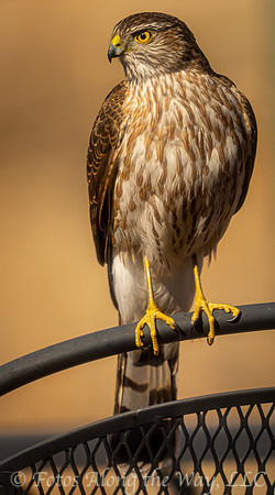 Young Cooper's Hawk on Chair (Arizona)