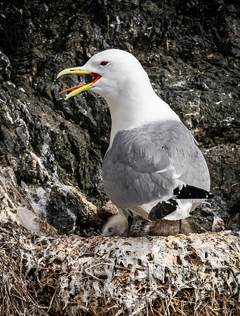 Kittywake Gull with Chick
