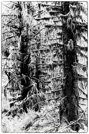 Tall Mossy Trees in the Hoh Forest (Washington)