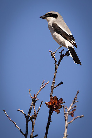 Loggerhead Shrike Perched on Branch (Arizona)