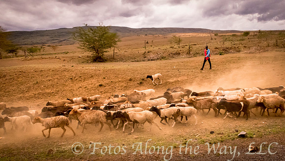 Maasai Goat Herder (Kenya)