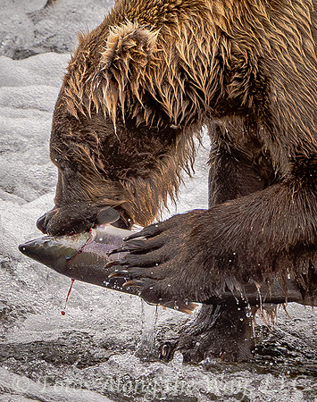 Brown Bear Eating Salmon Closeup