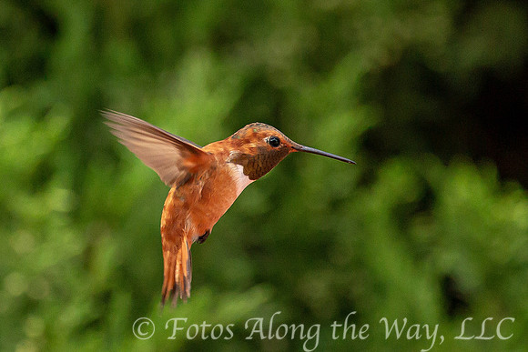Rufous Hummingbird (Arizona)