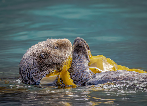 Sea Otter with Yellow Kelp (Alaska)