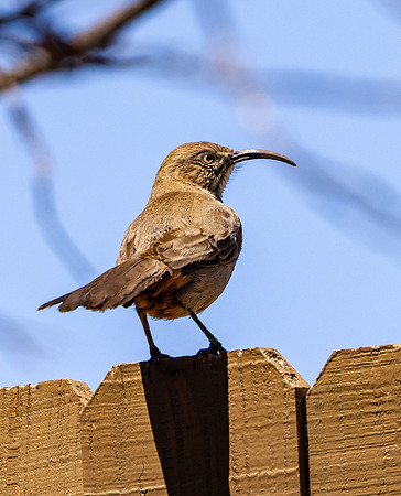 Crissal Thrasher on Fence (Arizona)