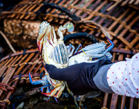 Pulling Out  Crabs from Trap (2014)