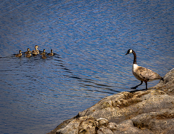 (June) Canada Goose and Mallard Family on Willow Lake