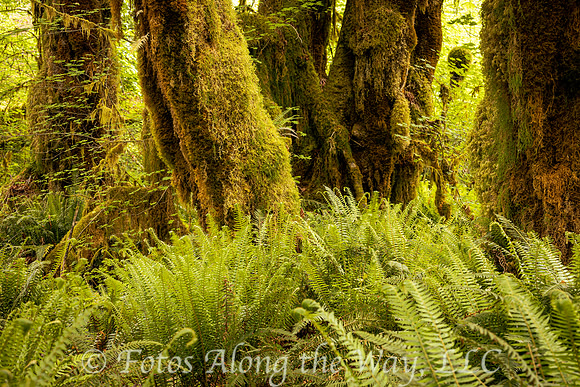 Moss and Ferns in Hoh Forest (Washington)