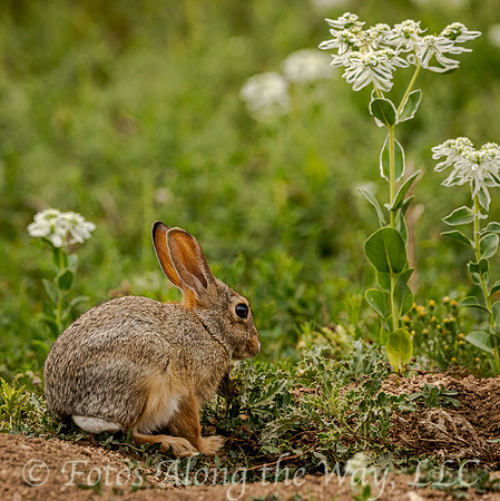 Cottontail in Summer (Colorado)