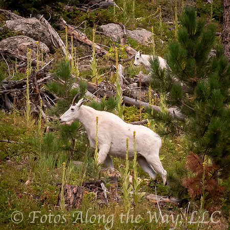 Mountain Goat with Kid (South Dakota)
