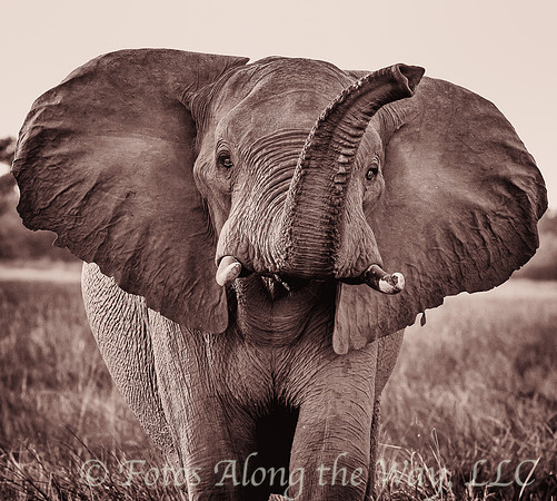 Elephant Greeting (Botswana)