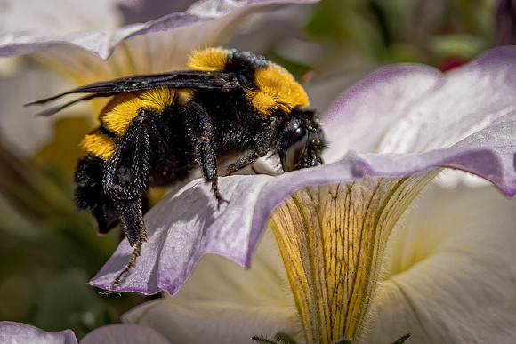 Bumble Bee in Petunias (Arizona)