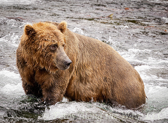 Brown Bear Profile