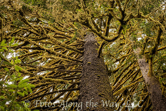 Looking Up at Tree with Mossy Branches (Washington)