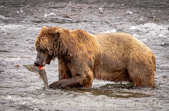 Brown Bear Pulling Off Salmon Head