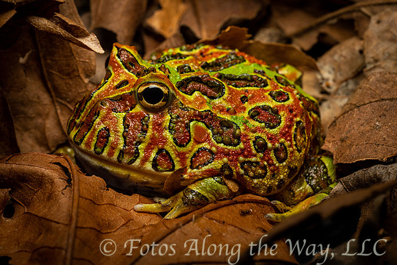 Ceratophrys Frog in Leaves