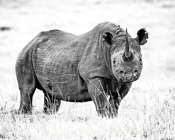 Black Rhinoceros with Oxpeckers (Kenya)