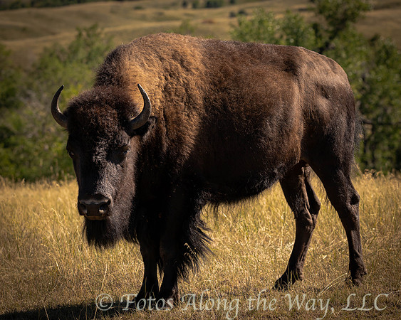 Bison in grassy field (South Dakota)